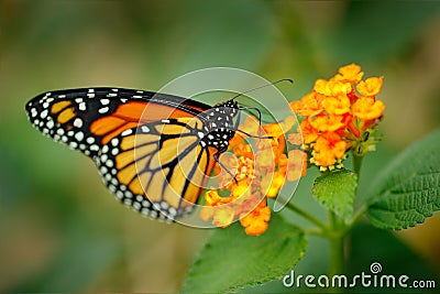 Monarch, Danaus plexippus, butterfly in nature habitat. Nice insect from Mexico. Butterfly in the green forest. Detail close-up po Stock Photo