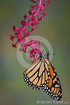 Monarch hanging from pokeweed Stock Photo