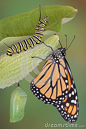 Monarch life stages Stock Photo