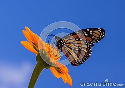 Monarch Nectaring Stock Photo