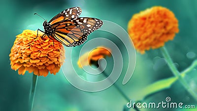 Monarch orange butterfly and bright summer flowers on a background of blue foliage in a fairy garden. Macro artistic image. Stock Photo