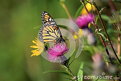 Monarch on Swamp Thistle 33639 Stock Photo