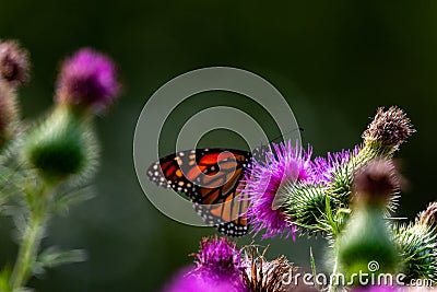 Monarch on Thistle. A large monarch butterfly on purple thistle. Monarch butterflies are endangered species. Stock Photo