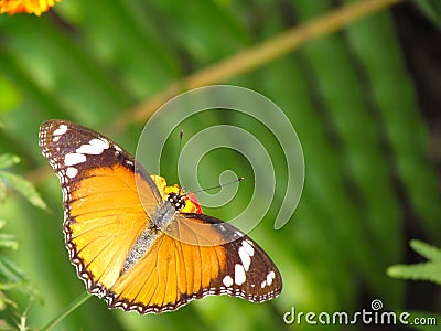 Monarch viceroy orange butterfly in rainforest Stock Photo