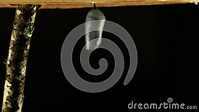 Monarchicznego motyla metamorfizacja Monarchicznego motyla metamorfizacja