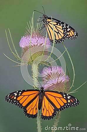 Monarchs on teasel Stock Photo