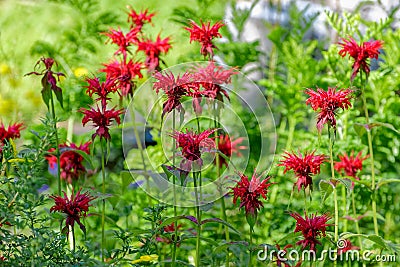 Monarda didyma flower in a garden Stock Photo