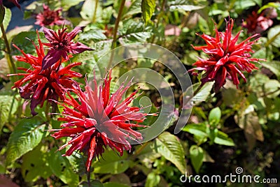 Monarda flowers Stock Photo