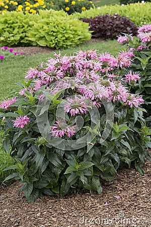 Monarda - Pardon My Pink Stock Photo