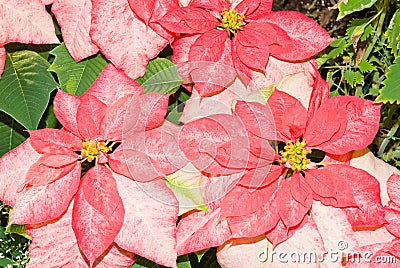 Monet Poinsettia (Euphorbia pulcherrima) Stock Photo