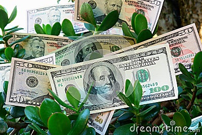 Monetary tree Stock Photo