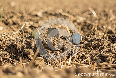 Money on crop land Stock Photo