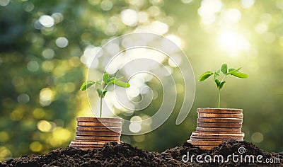 Money growht in soil and tree concept Stock Photo