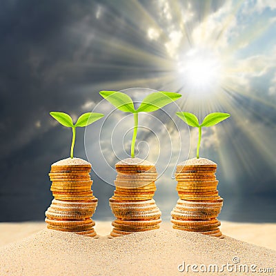 Money growing. Stock Photo