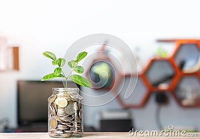 Money growing plant on coin glass bottle in business office Stock Photo