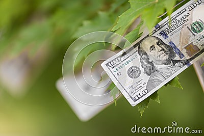 Money growing on tree, cash crop Stock Photo