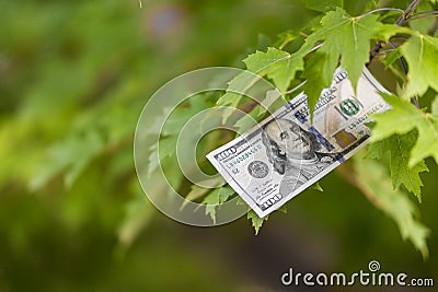 Money growing on tree, cash crop Stock Photo