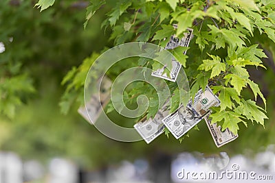 Money growing on tree, cash crop Stock Photo