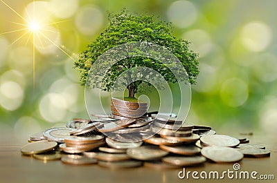 Money growth Saving money. Upper tree coins to shown concept of growing business Stock Photo