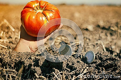 Money and Hand on crop land Stock Photo