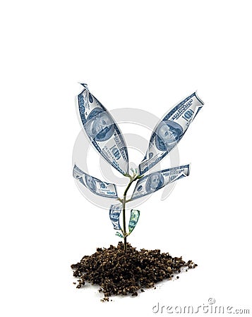 Money plant Stock Photo