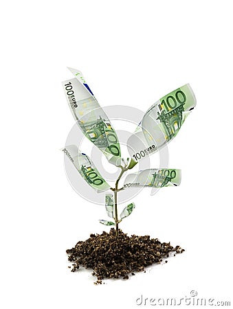 Money plant Stock Photo