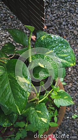 Money plant Stock Photo