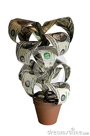 Money Plant with clipping path Stock Photo