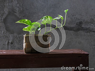 Money plant, golden pothos, Drevi`s ivy, Epipremnum aureum plant. Stock Photo