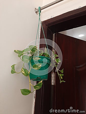 Money plant at home. Stock Photo