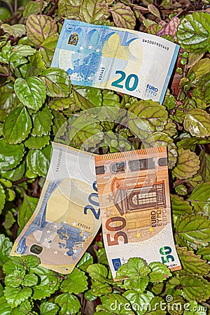 money plant plectranthus verticillatus with money bills Stock Photo
