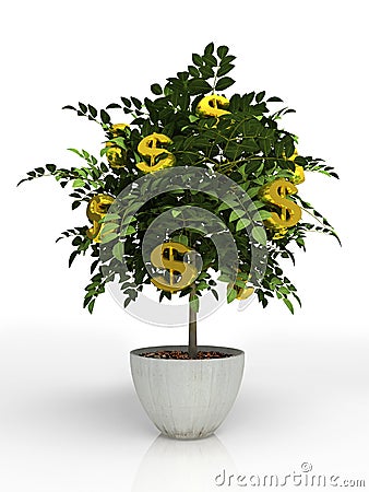 Money tree Stock Photo