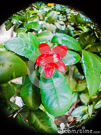 Money tree fortune plant red flower Stock Photo