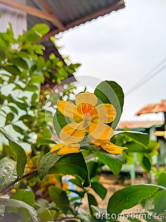 Money tree fortune plant yellow flower Stock Photo