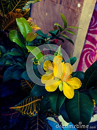 Money tree fortune plant yellow flowers Stock Photo