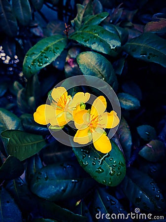 Money tree fortune plant yellow flowers Stock Photo