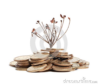 Money with withered branch Stock Photo
