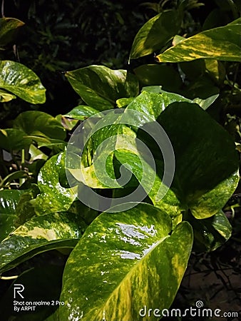 Moneyplant, night click,love , Green plants ,love plant Stock Photo