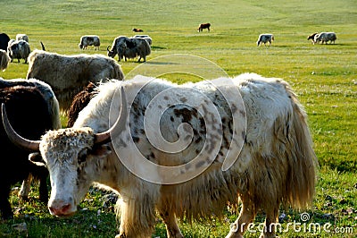 Mongolia animals yak nature steppe livestock farming Stock Photo