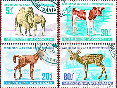 On four postage stamps printed in Mongolia show the image of a young animal - calf, foal, baby camel, fawn. Editorial Stock Photo