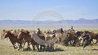 Gobi Desert, Mongolia - July 2009: Mongolian cowboys lassoing their horses in Gobi Desert, Mongolia Editorial Stock Photo