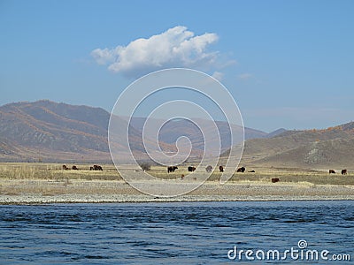 Mongolia landscape - Selenge river Stock Photo