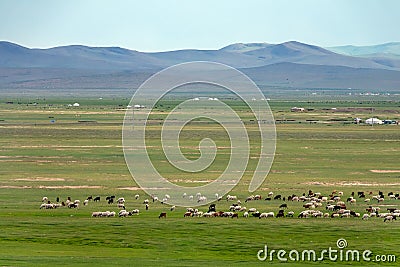 Mongolia landscape with yurts and herds Stock Photo