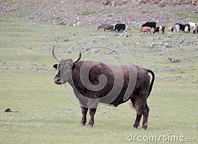Mongolian cow in pasture. Stock Photo