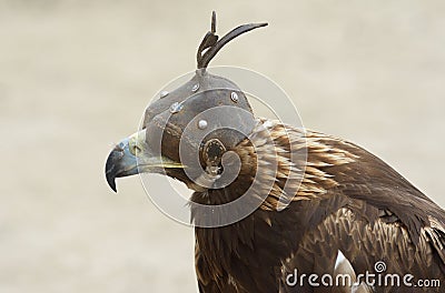 Mongolian eagle 2 Editorial Stock Photo