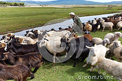 Mongolian herder catches a lamb Editorial Stock Photo