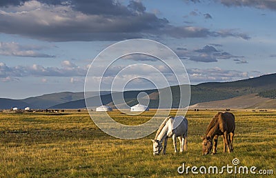 Mongolian horses in a landscape of northern mongolia Stock Photo