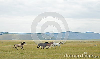 Mongolian Horses Running through pastureland Stock Photo