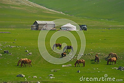 Mongolian landscape with horses and yurts Stock Photo