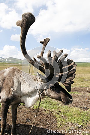 Mongolian Reindeer with big fuzzy antlers Stock Photo